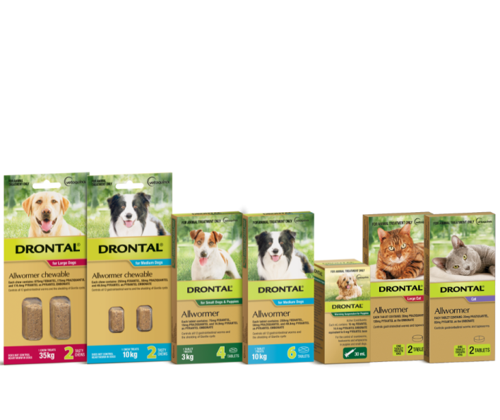 Drontal chews discount